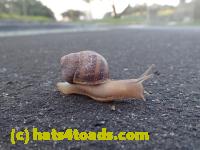 /home//u458753944/public_html/sourcegallery/////Insects and small critters/slugs snails leaches (Gastropoda and Annelida)/P4220750.JPG
